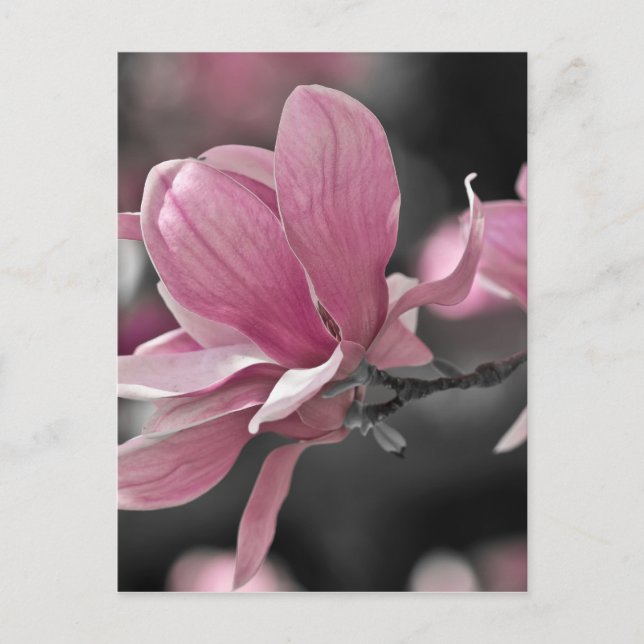 Carte Postale Magnolia (Devant)