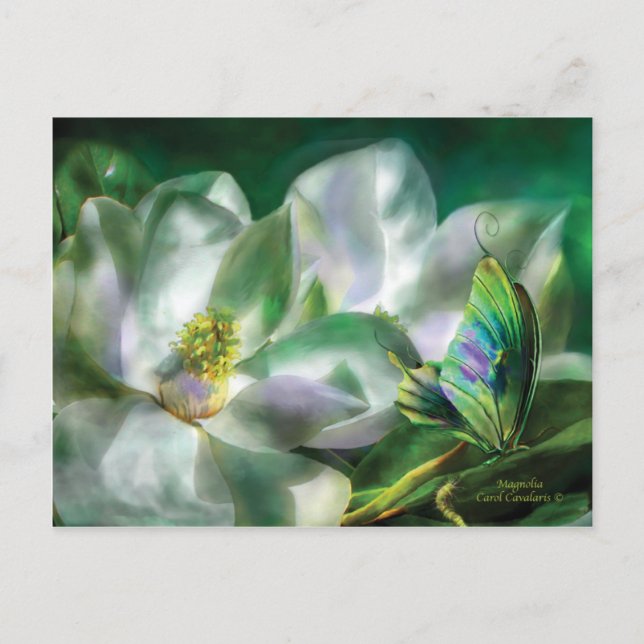 Carte postale Magnolia (Devant)