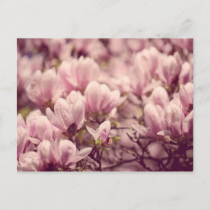 Carte Postale Magnolia