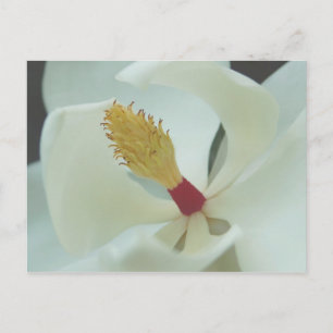 Carte Postale Magnolia