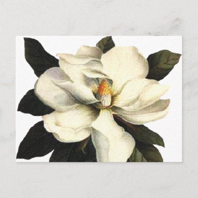 Carte Postale Magnolia (Devant)