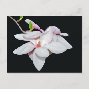 Carte Postale Magnolia blanc