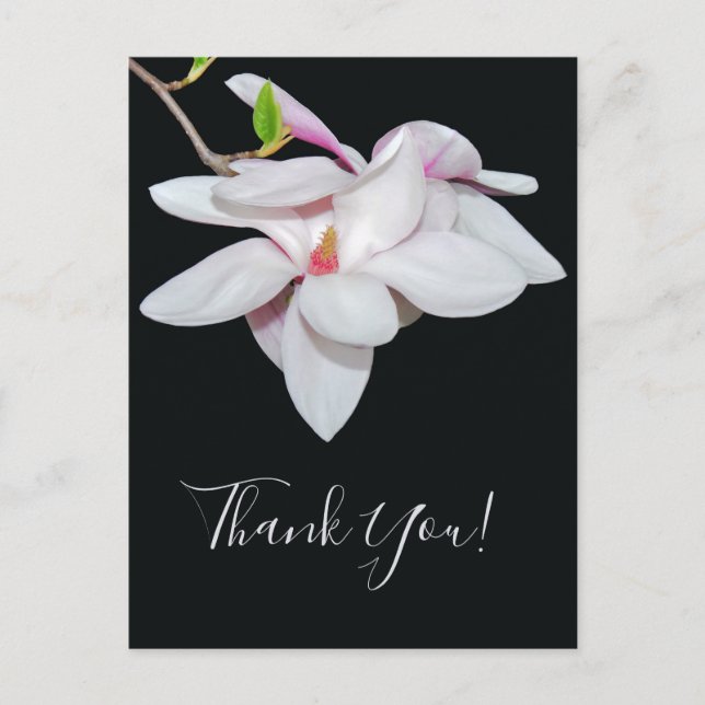 Carte Postale Magnolia blanc (Devant)