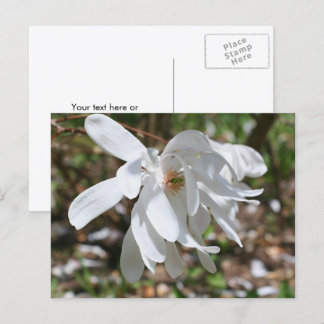 Carte Postale Magnolia blanc personnalisé