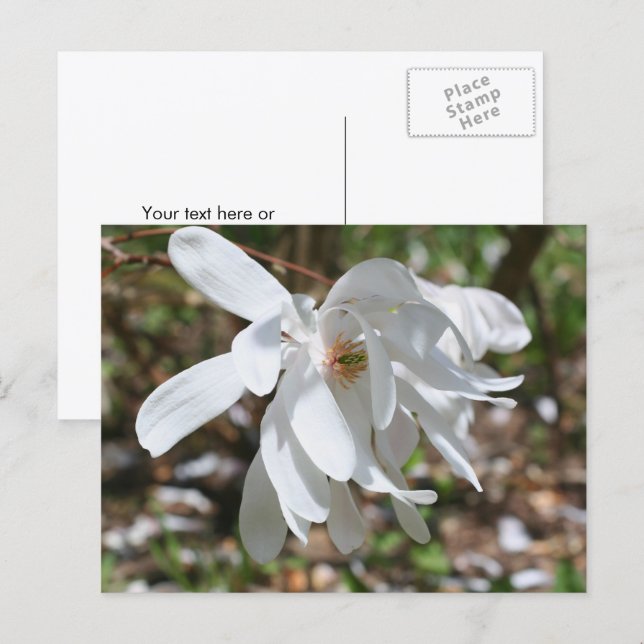 Carte Postale Magnolia blanc personnalisé (Devant / Derrière)
