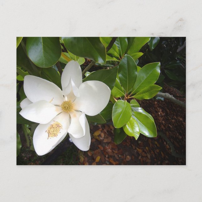 Carte Postale Magnolia Bloom (Devant)
