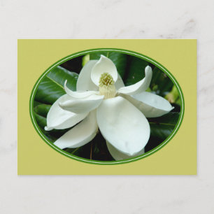 Carte postale Magnolia Bloom 2