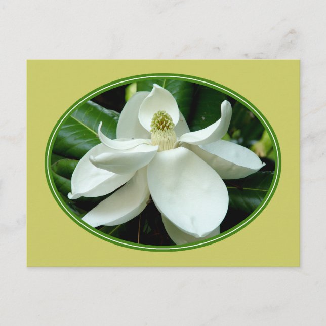 Carte postale Magnolia Bloom 2 (Devant)