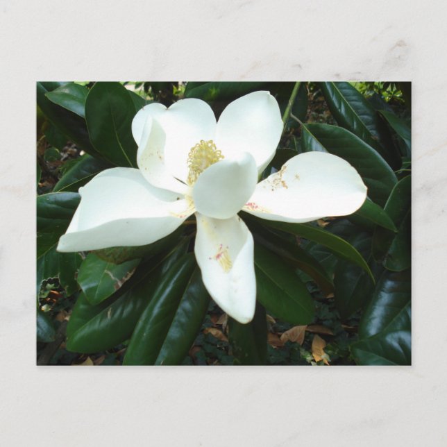 Carte Postale Magnolia Blossom (Devant)