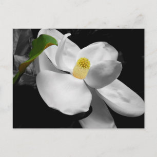 Carte postale Magnolia Blossom Marketing