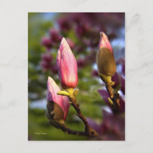 Carte Postale Magnolia Buds