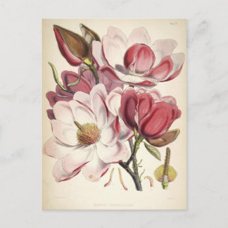 Carte Postale Magnolia - Collection Botaniques