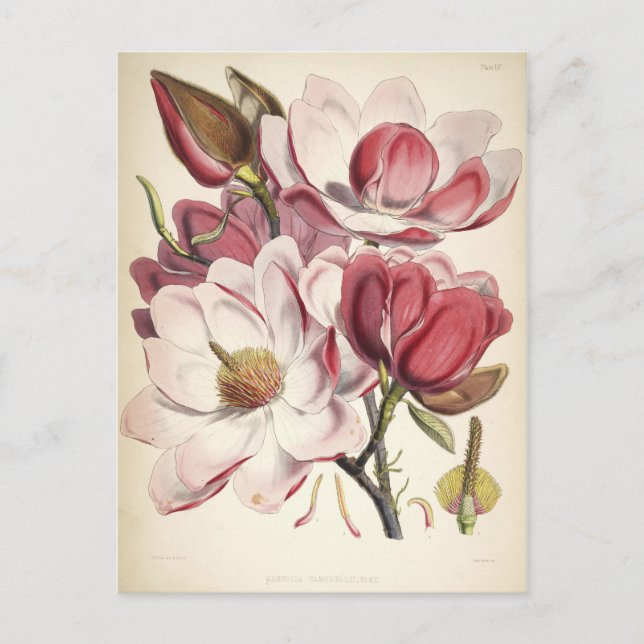 Carte Postale Magnolia - Collection Botaniques (Devant)