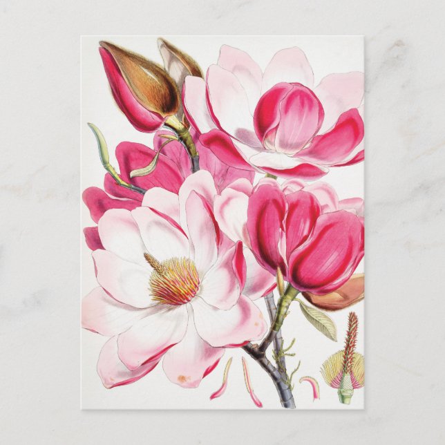 Carte Postale Magnolia de Campbell (Devant)