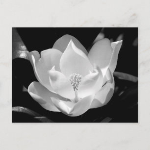 Carte Postale Magnolia du Sud