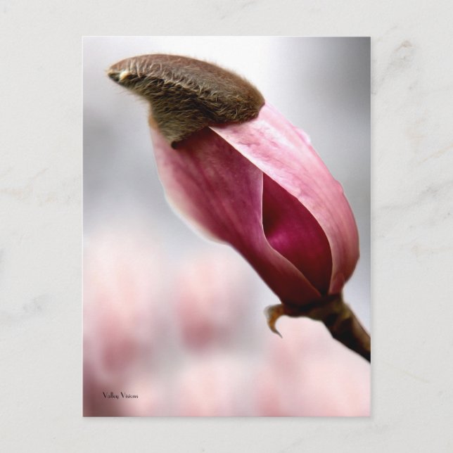 Carte Postale Magnolia écrêtée (Devant)
