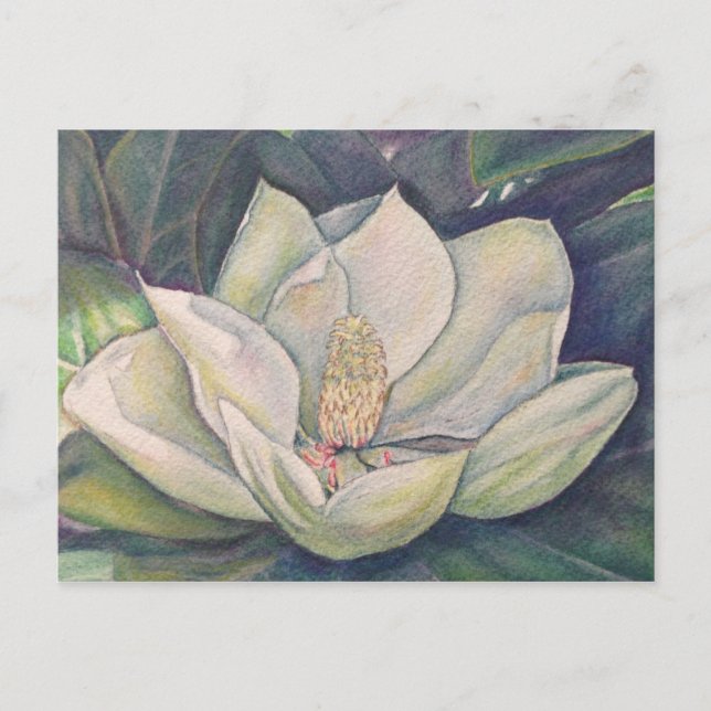 Carte Postale Magnolia en acier (Devant)