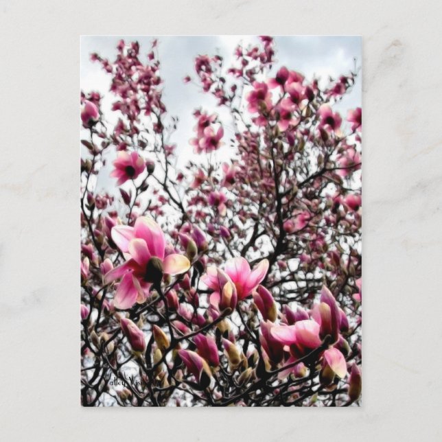 Carte Postale Magnolia en fleurs (Devant)