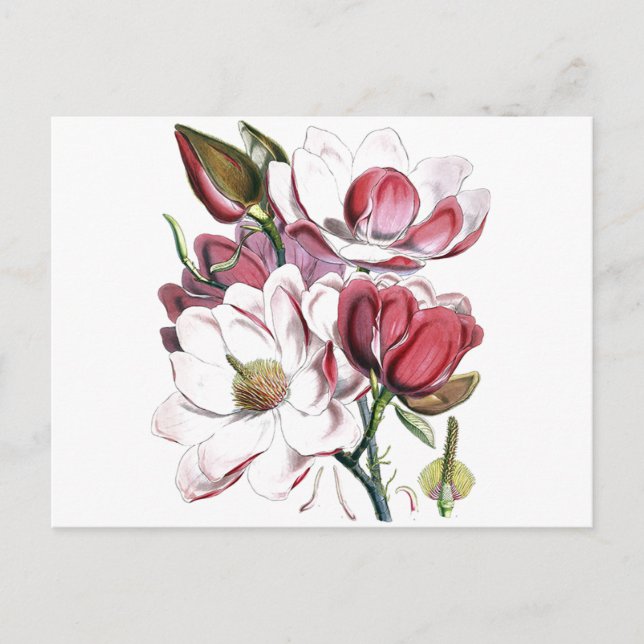 Carte Postale Magnolia Fleur asiatique Vintage vieille illustrat (Devant)