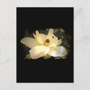 Carte Postale Magnolia florissante