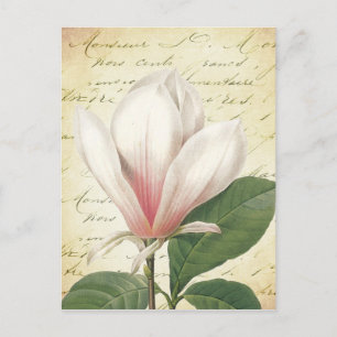 Carte Postale Magnolia Flower Vintage Botanique