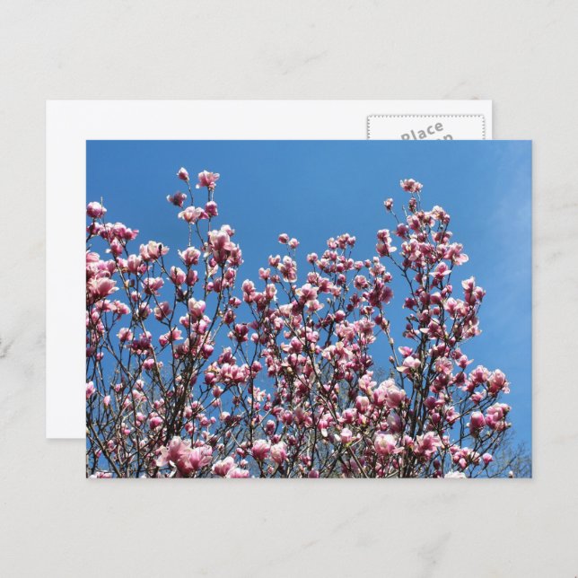 Carte Postale Magnolia Flowers Blue Sky Personalized (Devant / Derrière)