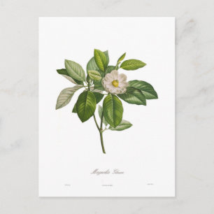 Carte Postale Magnolia glauca