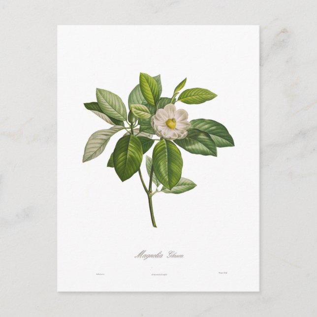 Carte Postale Magnolia glauca (Devant)