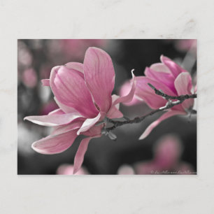 Carte Postale Magnolia japonaise à saucer rose