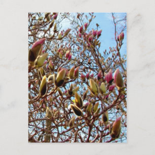 Carte Postale Magnolia Masse des bourgeons