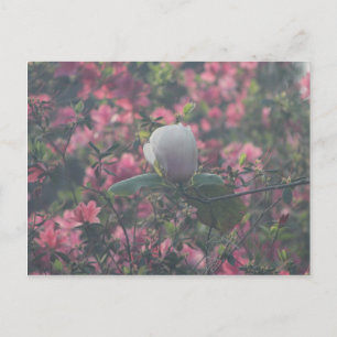 Carte Postale Magnolia parmi les Azalées