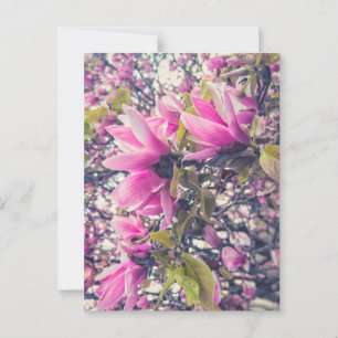 Carte Postale Magnolia rose