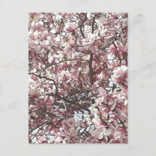 Carte Postale Magnolia rose printemps