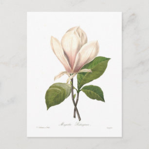 Carte Postale Magnolia soulangiana
