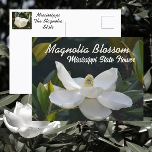 Carte Postale Magnolia State Mississippi Floral Photographique