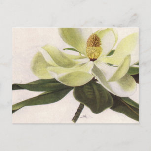 Carte postale Magnolia Sud