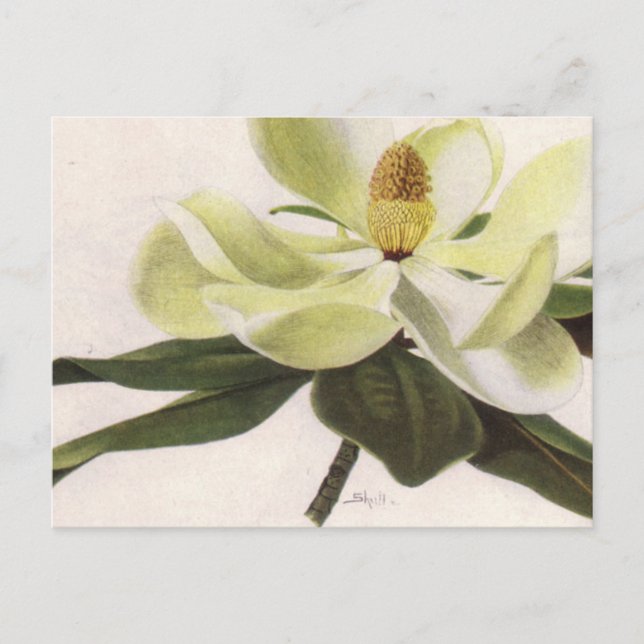 Carte postale Magnolia Sud (Devant)