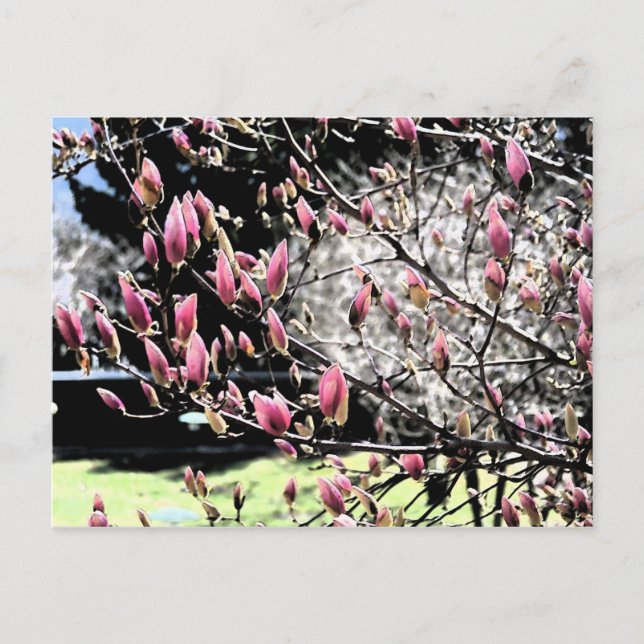 Carte Postale Magnolia Sumi (Devant)