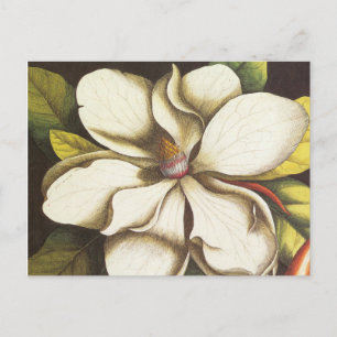 Carte Postale magnolia vintage moderne