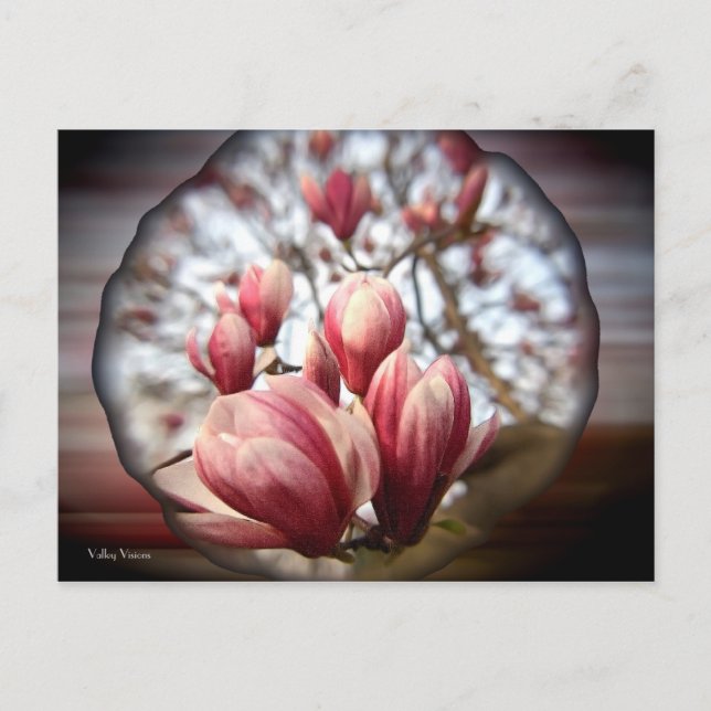 Carte Postale Magnolia Wood (Devant)