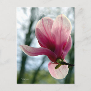 Carte Postale Magnolia Woods