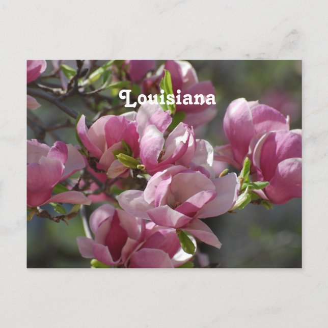 Carte Postale Magnolias (Devant)