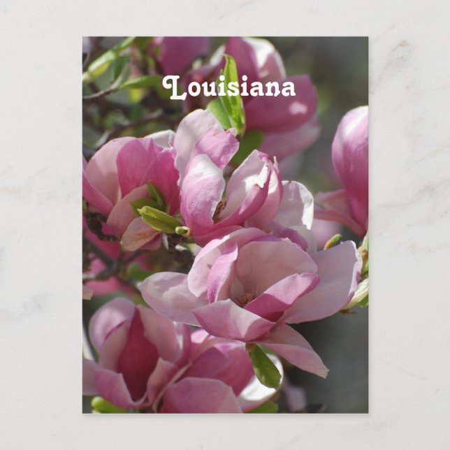 Carte Postale Magnolias (Devant)