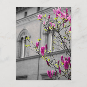 Carte Postale Magnolias roses