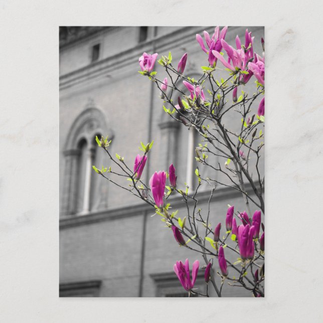 Carte Postale Magnolias roses (Devant)