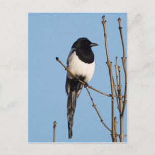 Carte Postale Magpie
