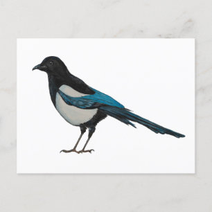 Carte Postale Magpie