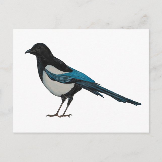 Carte Postale Magpie (Devant)