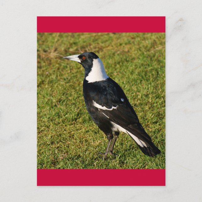 Carte Postale Magpie (Devant)
