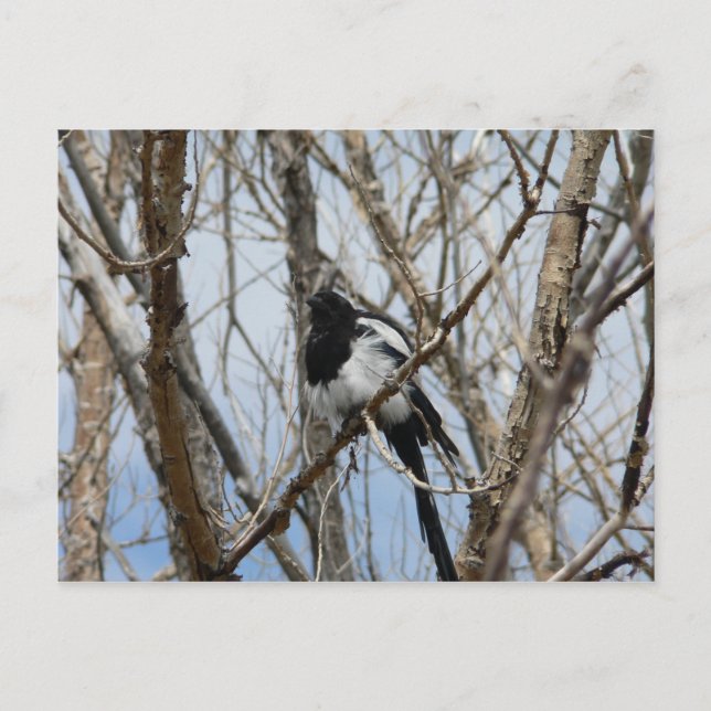 Carte Postale Magpie à bec noir, Colorado (Devant)
